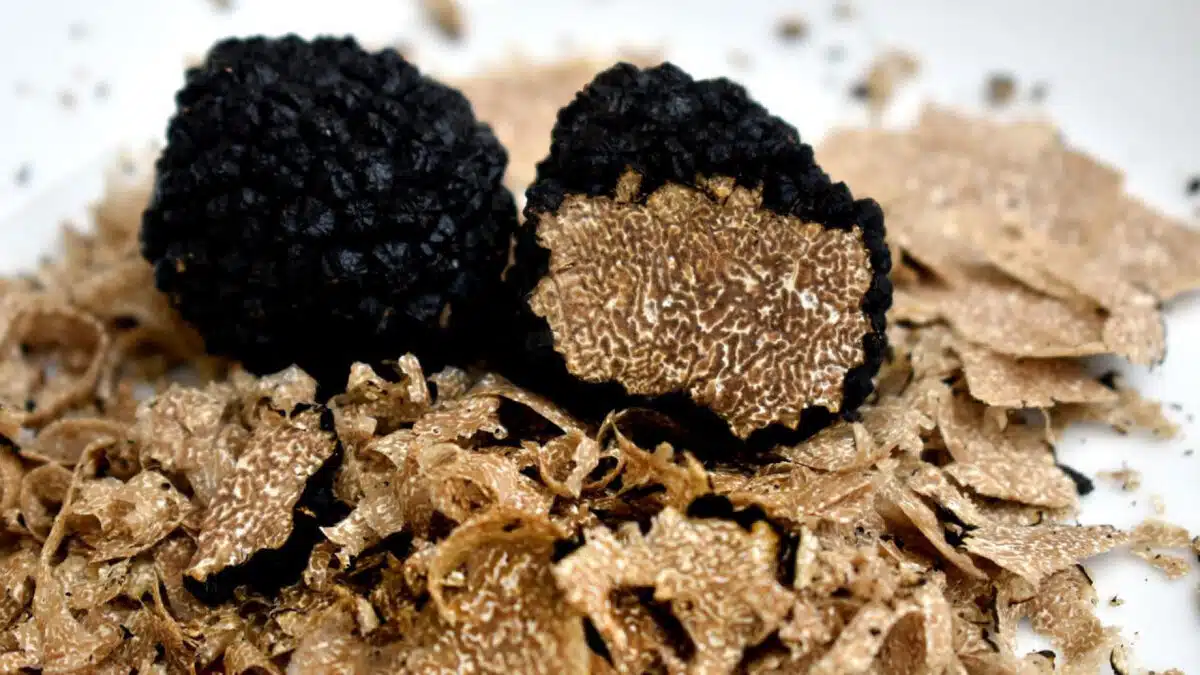 Quelle est la différence entre les truffes noires et les truffes blanches ?