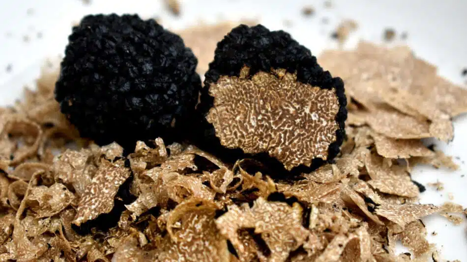 Quelle est la différence entre les truffes noires et les truffes blanches ?